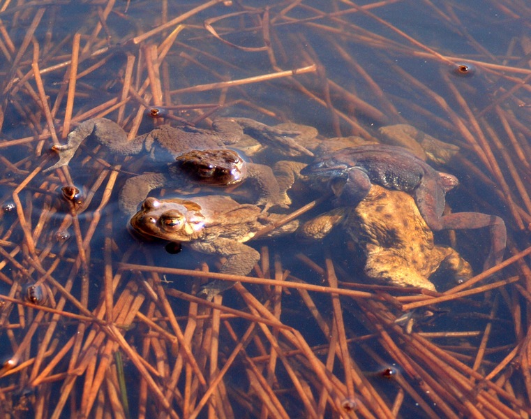 Anfibi - Bufo bufo, Rana temporaria